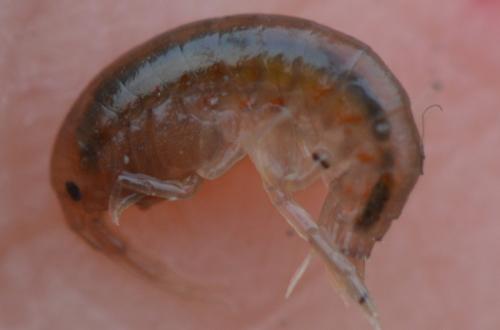 Gammarus sp.
